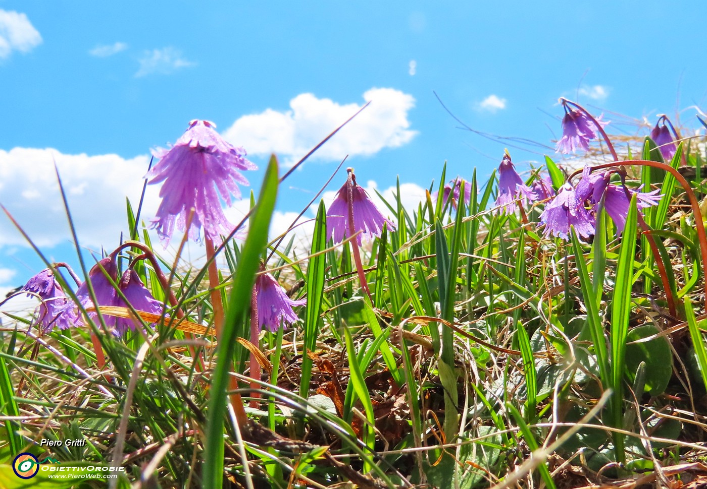 63 Soldanella alpina.JPG